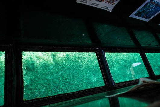 ガラスボートから見る石垣島の海中