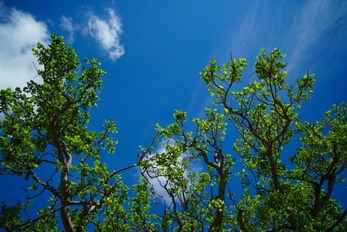 石垣島の青い空