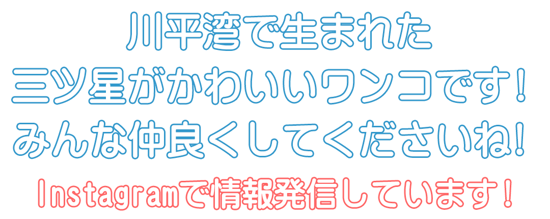 かびらワンについて